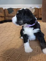 Violet, a female Bernedoodle for sale in Renton, WA – 5 of 10