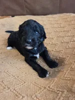 Chil max (hot pink), a female Bernedoodle for sale in Renton, WA – 1 of 7