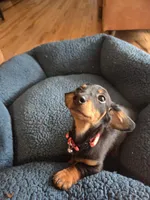 Pickles, a male Dachshund for sale in Renton, WA – Photo 6 of 8