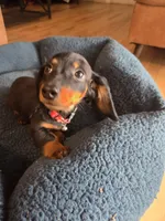 Pickles, a male Dachshund for sale in Renton, WA – Photo 3 of 8