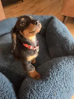 Pickles, a male Dachshund for sale in Renton, WA – Photo 4 of 8