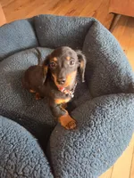 Pickles, a male Dachshund for sale in Renton, WA – Photo 7 of 8