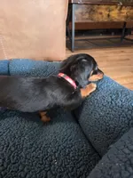 Pickles, a male Dachshund for sale in Renton, WA – Photo 8 of 8