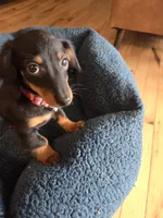 Pickles, a male Dachshund for sale in Renton, WA – Photo 5 of 8