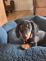 Pickles, a male Dachshund for sale in Renton, WA – Photo 1 of 8