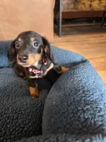 Pickles, a male Dachshund for sale in Renton, WA – Photo 2 of 8