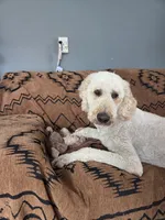 Finn, a male Poodle - Standard  for sale in Renton, WA – 4 of 8