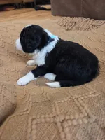 Teal, a male Bernedoodle for sale in Renton, WA – 6 of 9