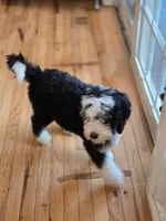 Gus, a male Bernedoodle for sale in Renton, WA – 6 of 6