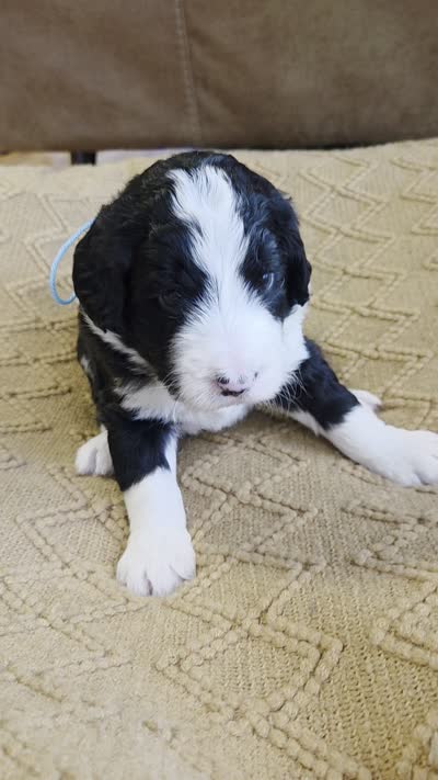 Teal, a male Bernedoodle for sale in Renton, WA – 9 of 9
