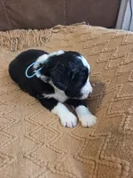 Teal, a male Bernedoodle for sale in Renton, WA – 4 of 9
