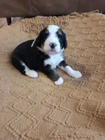 Light pink, a female Bernedoodle for sale in Renton, WA – 3 of 7