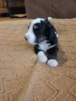Violet, a female Bernedoodle for sale in Renton, WA – 8 of 10