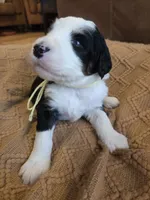 Yellow, a female Bernedoodle for sale in Renton, WA – 4 of 9