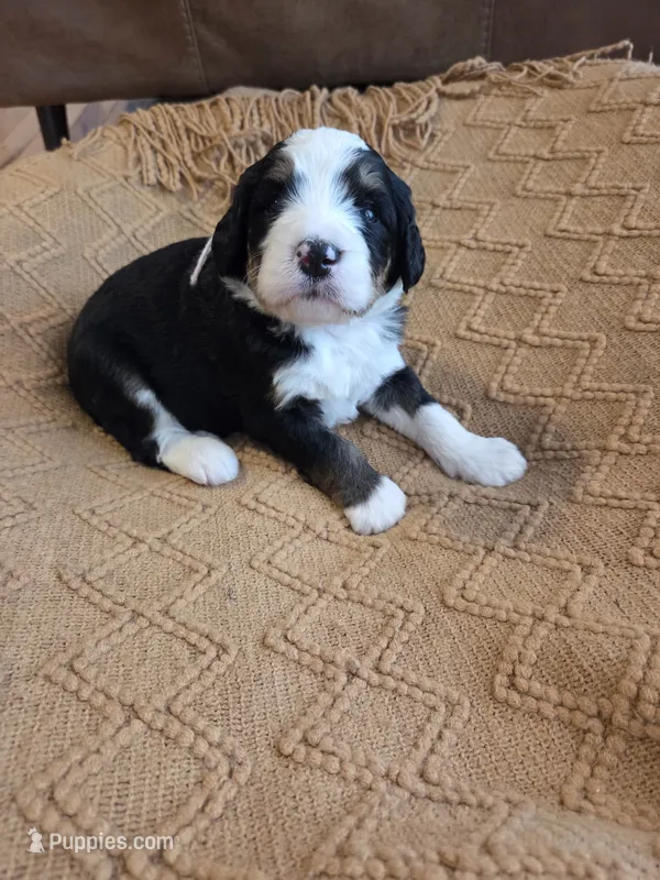 Light pink – Bernedoodle puppy for sale in Renton, WA