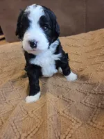 Dark blue , a male Bernedoodle for sale in Renton, WA – 4 of 9
