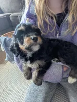Lilly, a female Bernedoodle for sale in Renton, WA – Photo 5 of 7