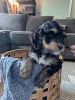 Lilly, a female Bernedoodle for sale in Renton, WA – Photo 4 of 7