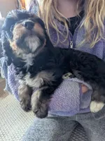 Lilly, a female Bernedoodle for sale in Renton, WA – Photo 3 of 7