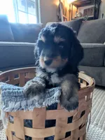 Lilly, a female Bernedoodle for sale in Renton, WA – Photo 2 of 7