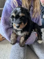 Lilly, a female Bernedoodle for sale in Renton, WA – Photo 7 of 7