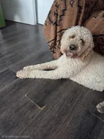 Finn, a male Poodle - Standard  for sale in Renton, WA – Photo 1 of 9