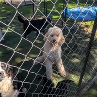 Finn, a male Poodle - Standard  for sale in Renton, WA – Photo 7 of 9