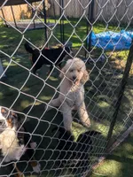 Finn, a male Poodle - Standard  for sale in Renton, WA – Photo 6 of 7