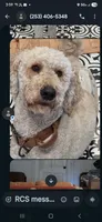 Finn, a male Poodle - Standard  for sale in Renton, WA – Photo 9 of 9