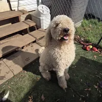 Finn, a male Poodle - Standard  for sale in Renton, WA – Photo 2 of 9