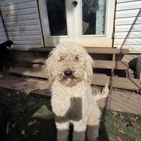 Finn, a male Poodle - Standard  for sale in Renton, WA – Photo 8 of 9