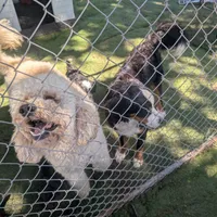 Finn, a male Poodle - Standard  for sale in Renton, WA – Photo 3 of 9
