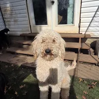 Finn, a male Poodle - Standard  for sale in Renton, WA – Photo 4 of 9