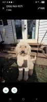 Finn, a male Poodle - Standard  for sale in Renton, WA – Photo 2 of 7