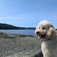 Finn, a male Poodle - Standard  for sale in Renton, WA – Photo 6 of 9