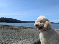 Finn, a male Poodle - Standard  for sale in Renton, WA – Photo 5 of 7