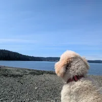 Finn, a male Poodle - Standard  for sale in Renton, WA – Photo 5 of 9