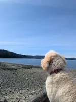 Finn, a male Poodle - Standard  for sale in Renton, WA – Photo 3 of 7