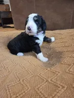 Violet, a female Bernedoodle for sale in Renton, WA – 3 of 10