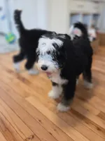 Gus, a male Bernedoodle for sale in Renton, WA – 4 of 6