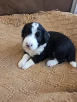 Teal, a male Bernedoodle for sale in Renton, WA – 2 of 9