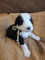 Yellow, a female Bernedoodle for sale in Renton, WA – 2 of 9