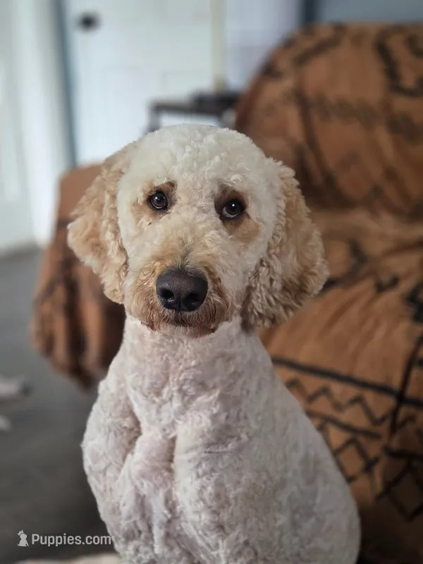 Finn – Poodle - Standard  puppy for sale in Renton, WA