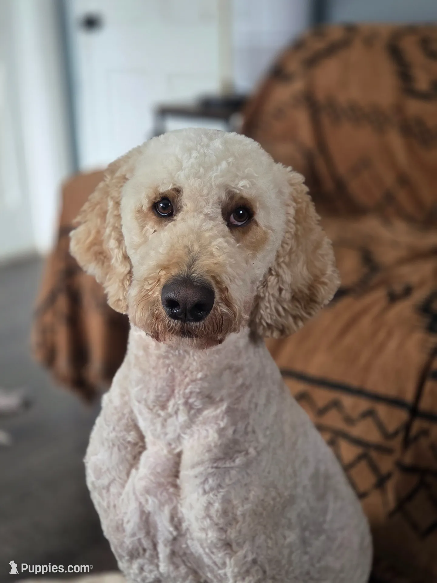 Finn, a male Poodle - Standard  for sale in Renton, WA – 1 of 8
