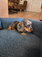 Rusty, a male Dachshund for sale in Renton, WA – Photo 2 of 5