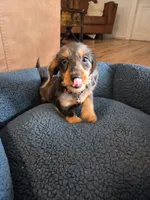 Rusty, a male Dachshund for sale in Renton, WA – Photo 4 of 5