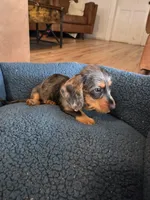 Rusty, a male Dachshund for sale in Renton, WA – Photo 3 of 5