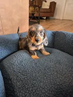 Rusty, a male Dachshund for sale in Renton, WA – Photo 5 of 5