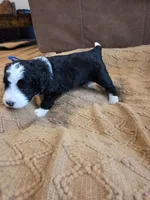 Dark blue , a male Bernedoodle for sale in Renton, WA – 6 of 9