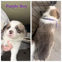 Rowdy, a male Pembroke Welsh Corgi for sale in Senecaville, OH – 4 of 4